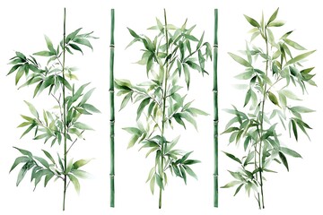 Obraz premium Watercolor Bamboo Trio: Elegant Green Stems & Leaves Isolated