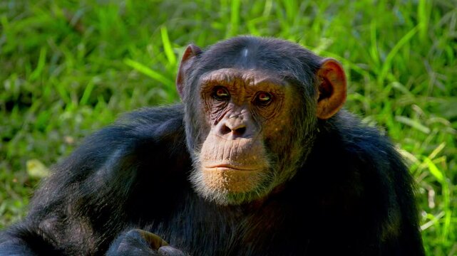 Portrait Of An African Chimpanzee (Pan troglodytes) In The Wild Park In Entebbe, Uganda. Close-up Shot