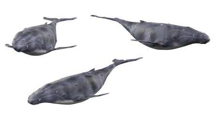 whale isolated on white