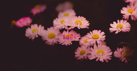 Beautiful pink daisies bloom in a field against a dark backdrop. Delicate wildflowers in summer.