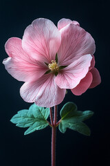Naklejka premium Delicate Pink Flower Blossom Dark Background