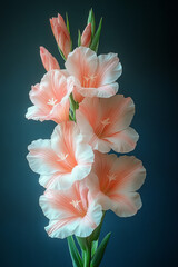 Delicate Peach Gladiolus Flowers in Bloom