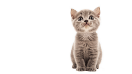 Cute Gray Kitten Sitting Upright with Innocent Expression, Adorable Feline with Soft Fur and Playful Nature, Perfect for Animal Lovers and Cat Enthusiasts