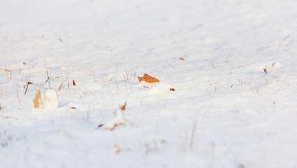 A grassy field in a snow-covered park. warm sunshine