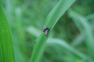 Macro Close-Up of Mating Flies on Green Leaf for Entomological and Nature Study