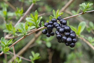 Ligustrum vulgare Gemeiner Liguster Detail Frucht