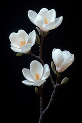 Elegant White Magnolia Blossoms on a Dark Background
