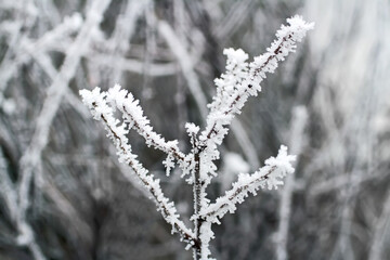 An icy frozen plant in winter. Plant branch with frost close-up.