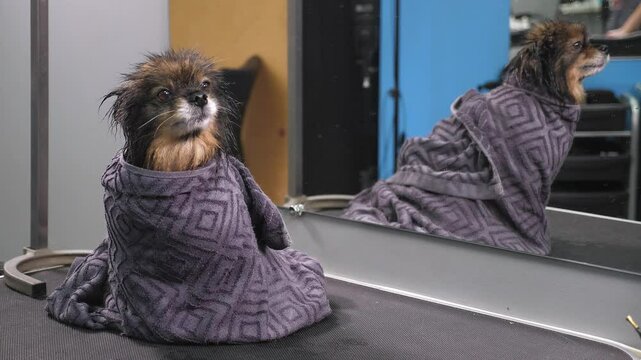 Close-up of a wet Pomeranian dog, wrapped in a grey towel, on a table in a grooming salon. The dog care professional is caring for the little dog. The dog has just been washed before the haircut. 
