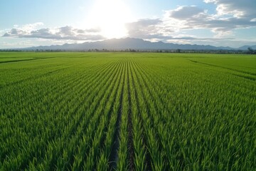 Naklejka premium Lush green rice fields under a bright sun