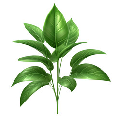 Fototapeta premium green leaf isolated on white background