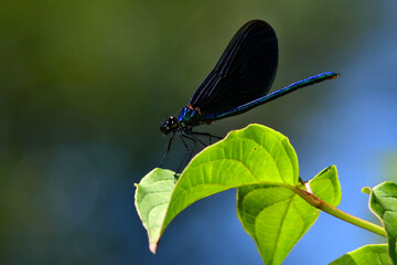Blauflügel-Prachtlibelle - Männchen // Beautiful demoiselle - male (Calopteryx virgo) - Montenegro