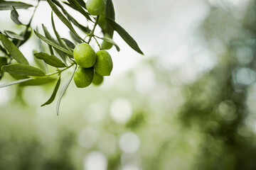 beautiful olive tree branch with fruit