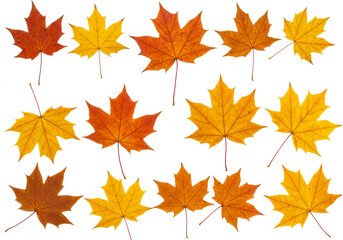 Fototapeta premium Maple autumn leaves isolated on white background