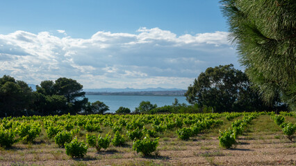 Obraz premium Natural Park Of Las Lagunas De La Mata in Torrevieja, Spain