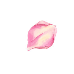 Rose Petals. Hand Painted Watercolor