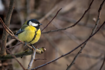 Little Titmouse sitting on a branch.