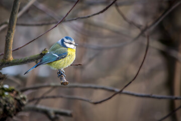 Little Titmouse sitting on a branch.