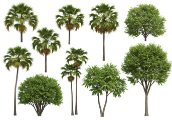 Fototapeta premium Tropical trees isolated on white background ideal for design advertising and architectural projects