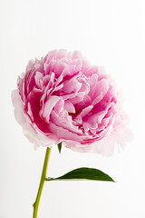 peony on the white background
