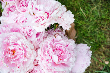 pink peonies in the garden