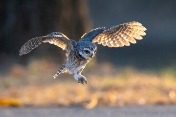 Spotted owlet flying ,It is a bird of prey, a type of owl.