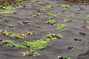 Farm beds with green strawberry bushes with covering material during the cold season