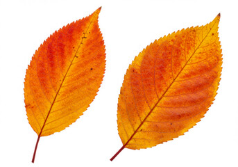 Close-up of two cherry tree autumn leaves isolated on white background in Germany