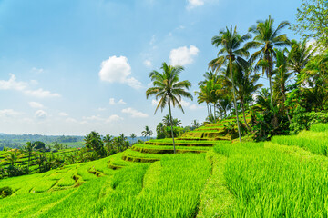 Fototapeta premium Awesome view of scenic rice terraces in Bali, Indonesia