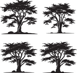 Vector Silhouettes of the Monterey Cypress Isolated on a White Background"