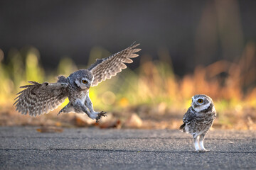 Spotted owlet flying ,It is a bird of prey, a type of owl.