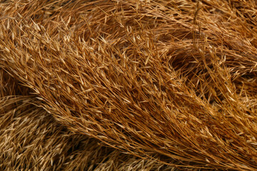 Pampas grass as background, closeup