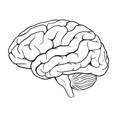 Human brain