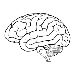 Human brain