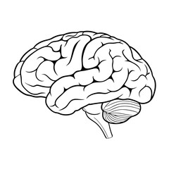 Human brain