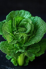 Vibrant Green Bok Choy Plant Closeup Shot