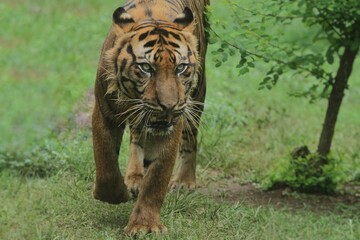 Sumatran tiger walking in the thicket