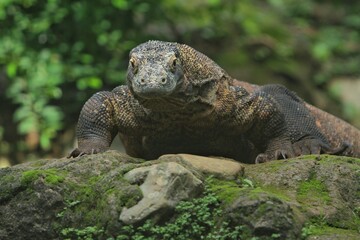a Komodo dragon crawling on the rocks in the morning