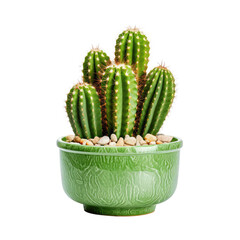 beauty cactus in bowl isolated on white
