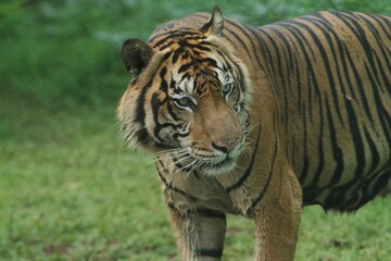 Sumatran tiger standing looking to the side