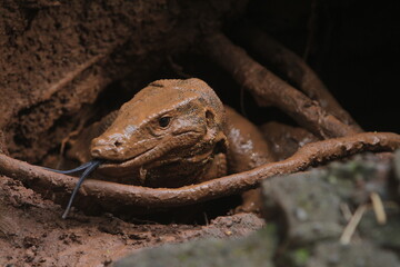 close up of a muddy salvator lizard