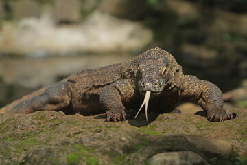 a Komodo dragon crawling on the rocks