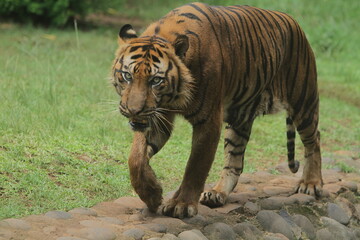 Fototapeta premium Sumatran tiger walking on rocks