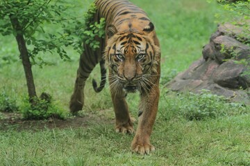 Sumatran tiger walking in the thicket