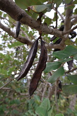 Carob tree pods. High quality photo
