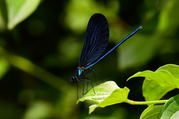 Beautiful demoiselle - male // Blauflügel-Prachtlibelle - Männchen (Calopteryx virgo)