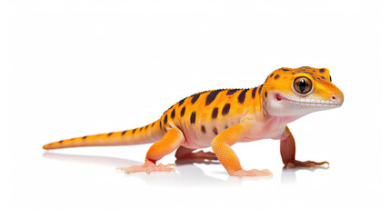 Obraz premium Vibrant Orange and Black Spotted Gecko on White Background