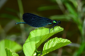 Beautiful demoiselle - male // Blauflügel-Prachtlibelle - Männchen (Calopteryx virgo)