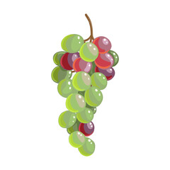vector drawing bunch of green grape isolated at white background, hand drawn illustration