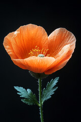 A single orange poppy flower on black background